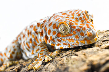 Tokay gecko on bark