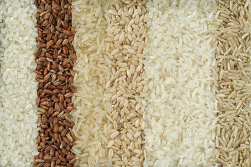 Seven different varieties of rice are placed in rows. The texture of grains of rice of different colors.