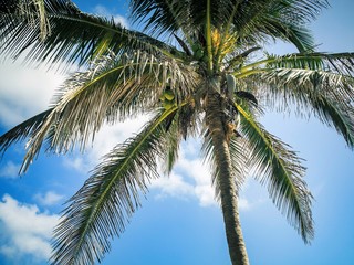 Fototapeta na wymiar palm tree on background of blue sky and clouds