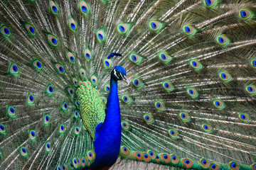 Obraz premium Feathers