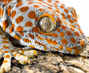 Tokay gecko