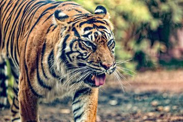 tiger in zoo