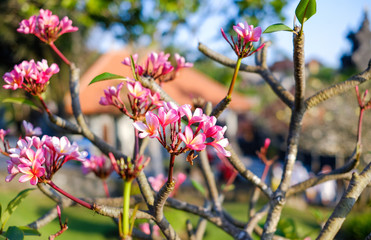 Flowering Magnolia tree 