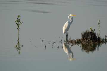 Great Egret and reflection , Ardea alba egretta,  Unare Lagoon, wetland Ramsar site Venezuela