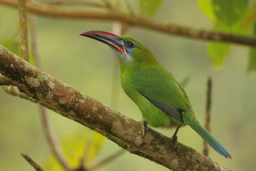  A glance of the jungle and Groove billed Toucanet, Aulacorhynchus sulcatus sulcatus,  Henri Pittier National Park, Venezuela