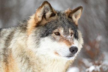 Fototapeta premium Close-up portrait of a beautiful wolf in the cold winter