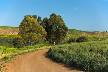 Fototapeta na wymiar Ariel Sharon Park green fields background