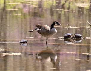 Canada goose and turtles sunning themselves on a nice early spring day. 