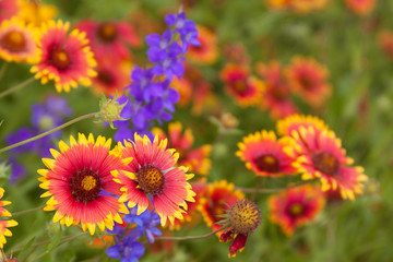 blanketflower gaillardia larkspur
