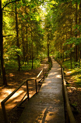 Wood road in the forest with lots of green trees around