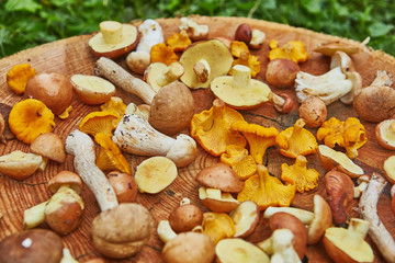 Wooden platter of mixed forest mushrooms mostly suillus, leccinum and chanterelle