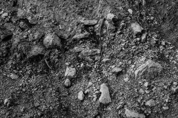 Gray abstract background of rocky soil with plant roots