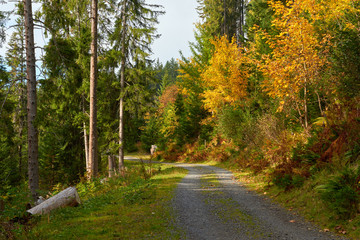 Fototapeta premium The gravel forest road among the yellow autumn trees near Wengen village in Switzerland.