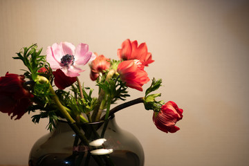 赤とピンクのアネモネの花