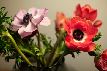 Obraz premium 赤いアネモネの花