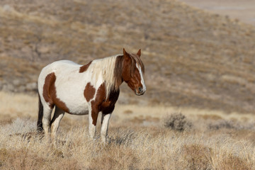 Fototapeta na wymiar Beautiful Wild Horse in the Utah Desert in Winter