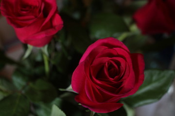 Rosen in Rot