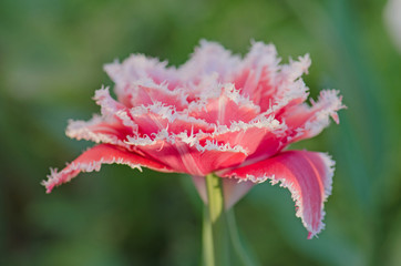 Terry fringed tulip Queensland in garden.