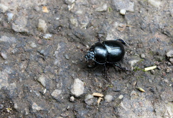 Mistkäfer