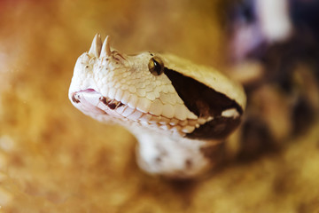 The snakes are a suborder of the class of reptiles of the squad scaly.
