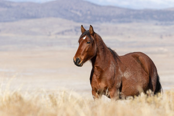 Beautiful Wild Horse in the Utah Desert in Winter