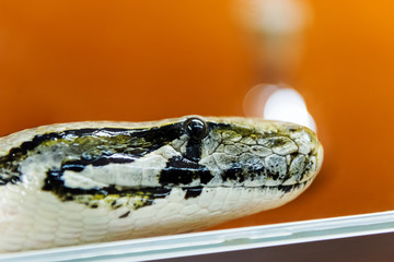 The snakes are a suborder of the class of reptiles of the squad scaly.