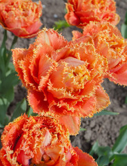 Orange double petal tulip Sensual Touch