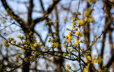 Flowering dogwood tree