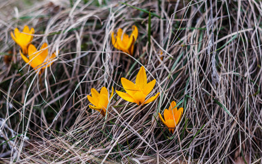 Yellow crocuses in the forest