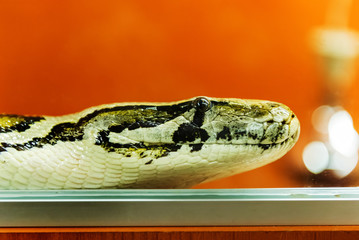 The snakes are a suborder of the class of reptiles of the squad scaly.