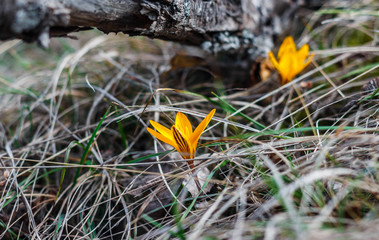 Yellow crocuses in the forest