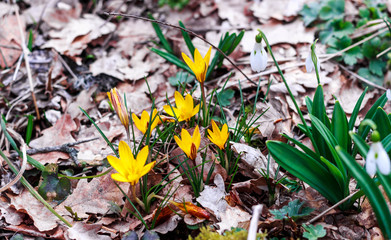 Yellow crocuses in the forest