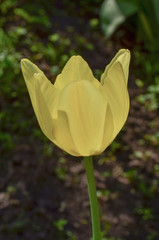 Blooming yellow tulip Beauty of parade closeup