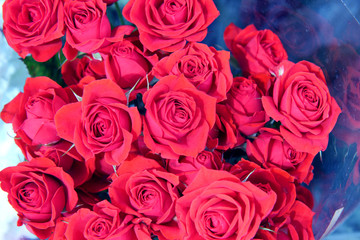red roses background