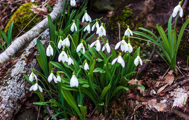 Glade with snowdrops in the forest