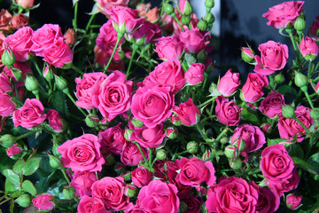 bouquet of pink roses