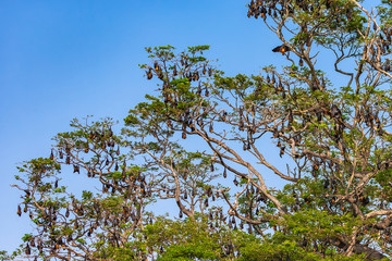 Fruit bat trees (Flying fox). Tissamaharama, Sri Lanka.
