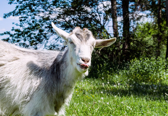 light goat with horns on pasture