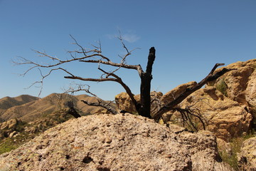 dead tree
