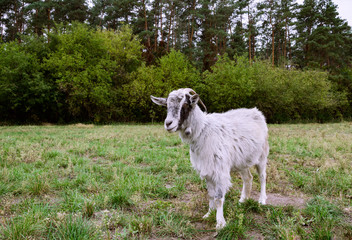light goat with horns on pasture