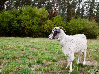 Fototapeta premium light goat with horns on pasture