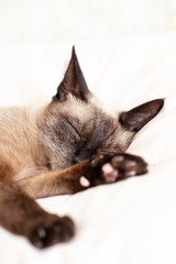 Siamese cat 's sleeping. Soft.