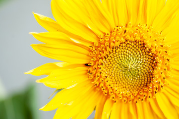 Sunflower  on grey background