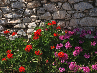 Fototapeta na wymiar Red and pink flowers under a stone wall in a Greek village