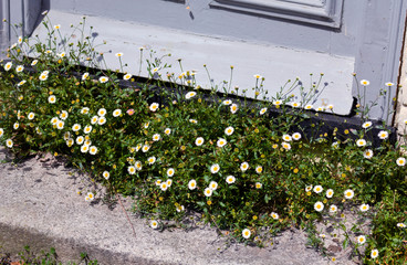 flowers at the doorstep - Rye - UK