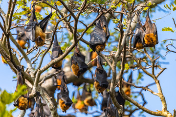 Fruit bat trees (Flying fox). Tissamaharama, Sri Lanka.
