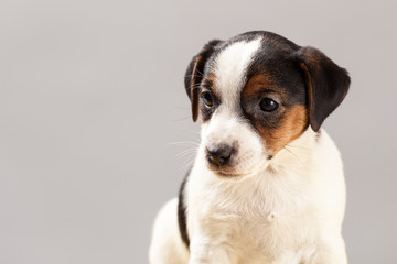 Cute portrait dog Jack Russell Terrier puppy  on a gray background in studio