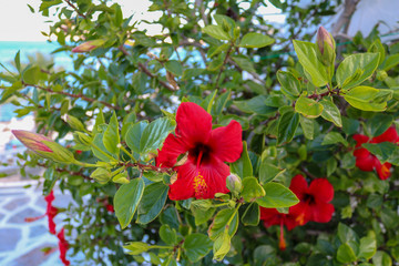 red blossom in the streets of Naxos, Cyclades, Greece