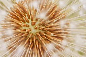 Fototapety  Organiczna tekstura kwiatu mniszka lekarskiego