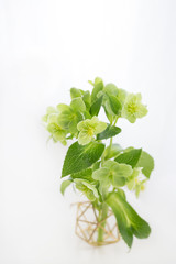 Helebore in Studio 2